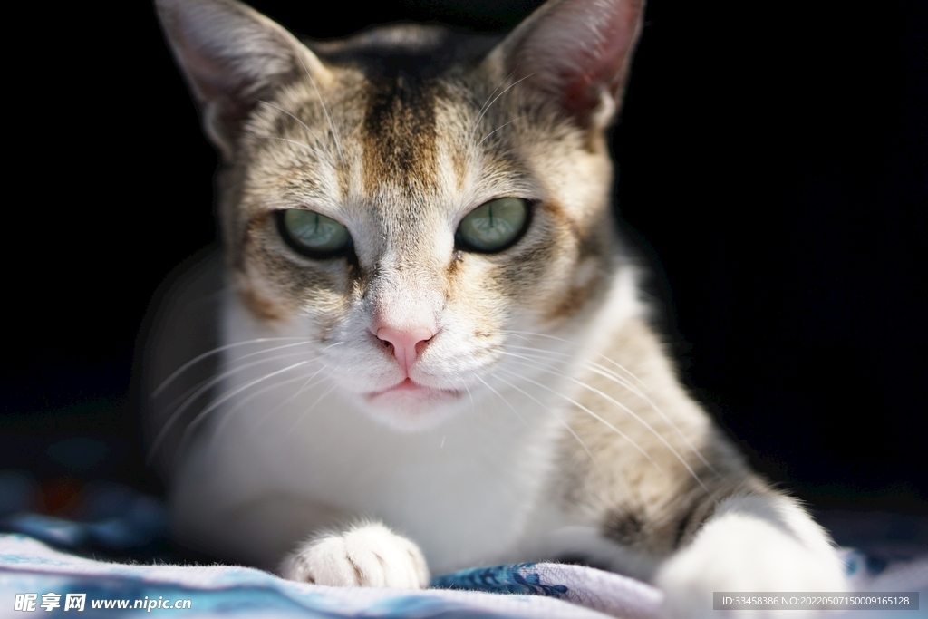 猫 