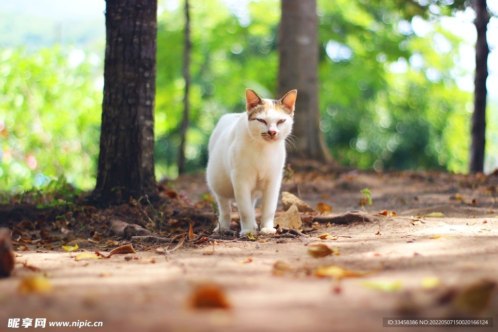 猫