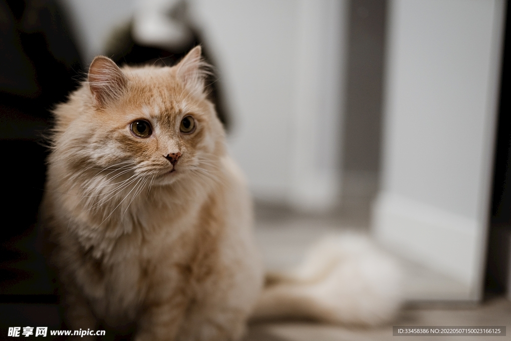 猫