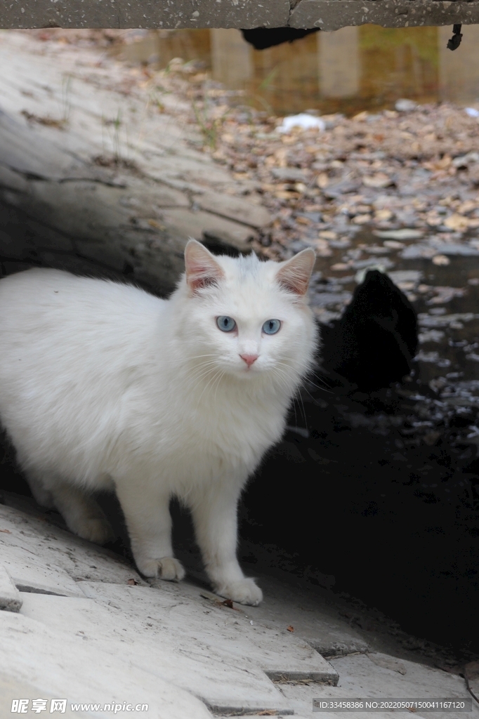 猫 
