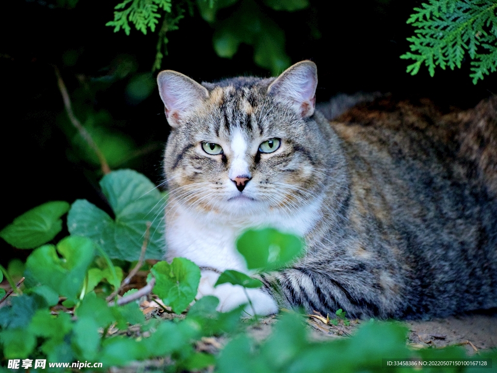猫 