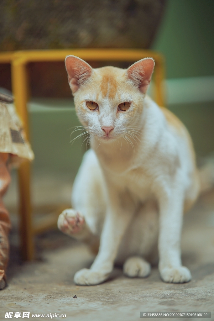 猫