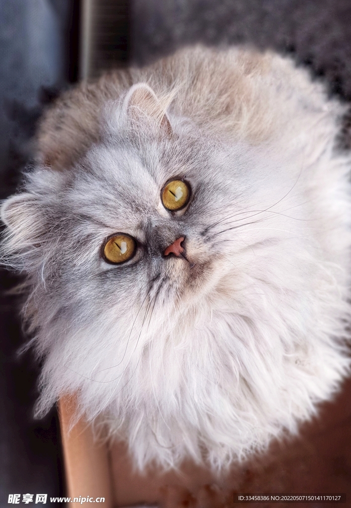 猫