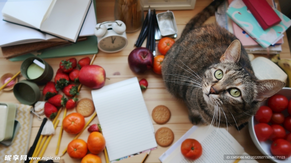 猫