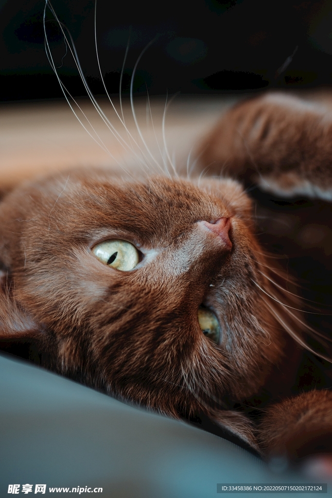 猫