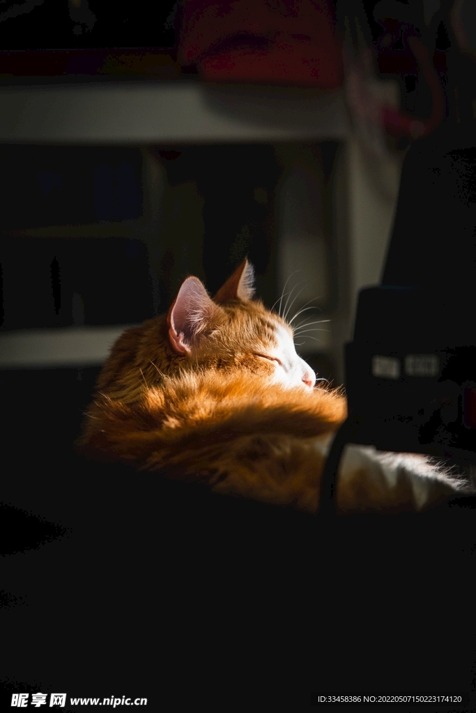 猫 