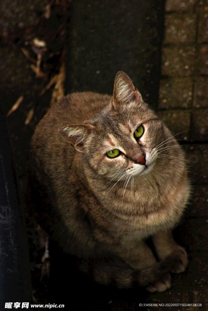 猫 