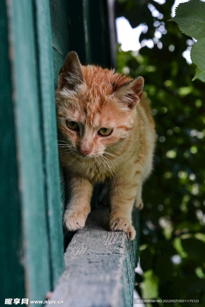 猫