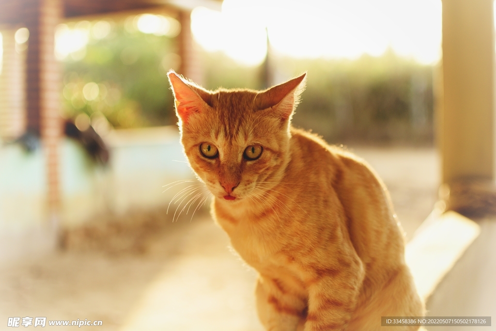猫