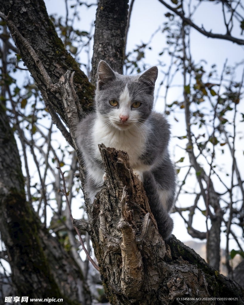 猫 