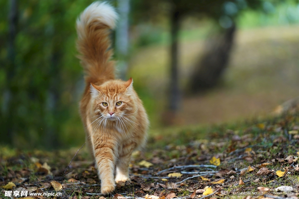 猫 