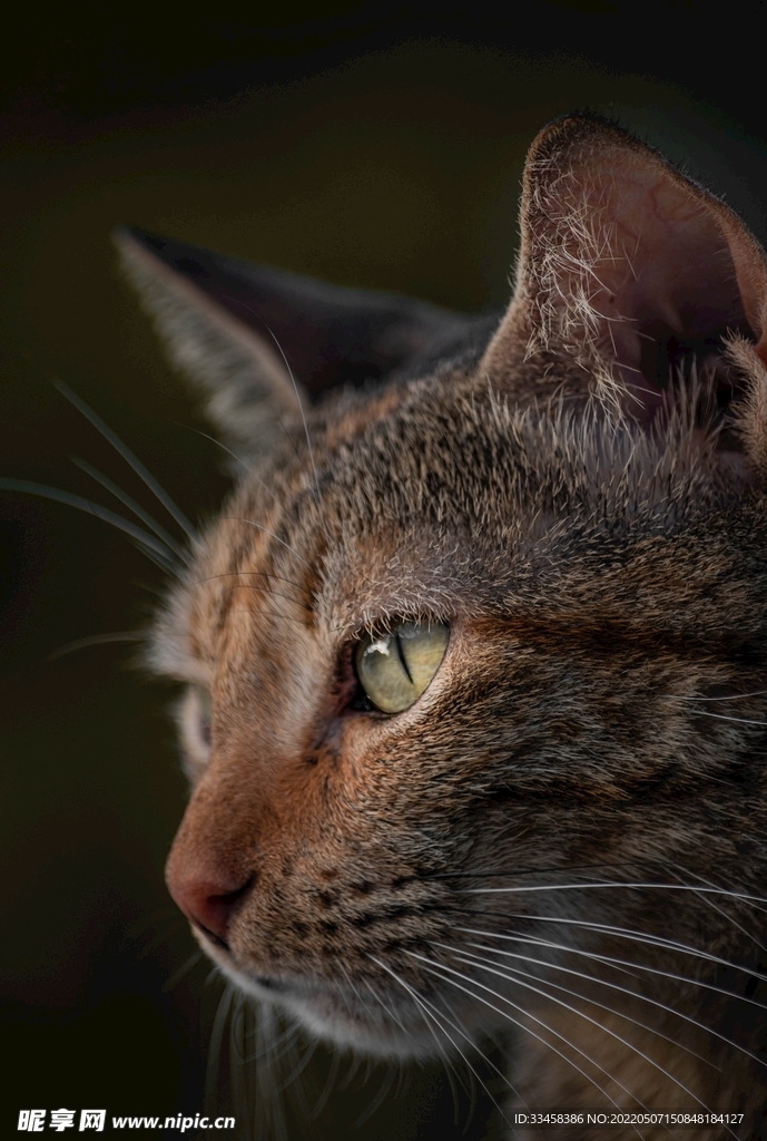 猫 