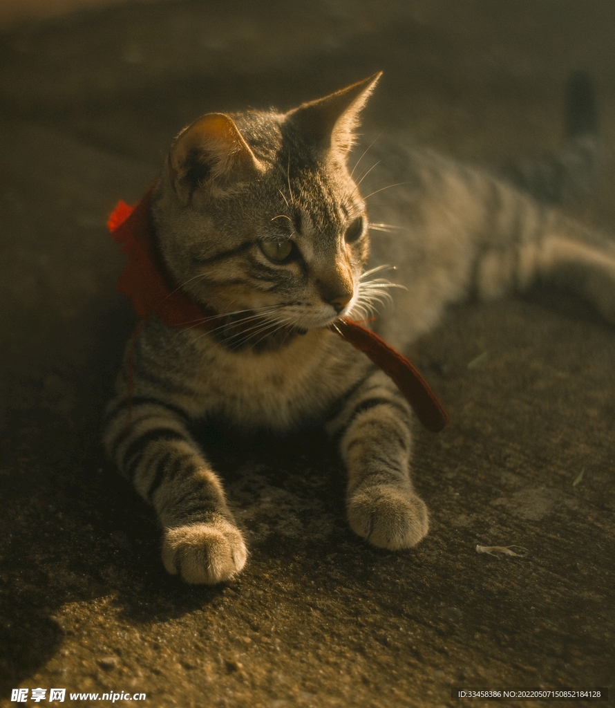 猫