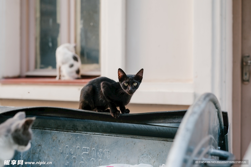 猫 