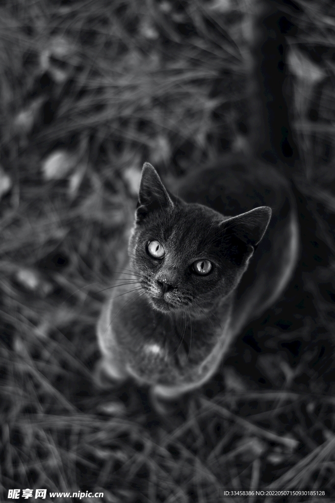 猫