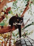 猫 