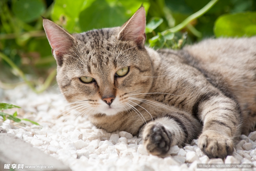 猫