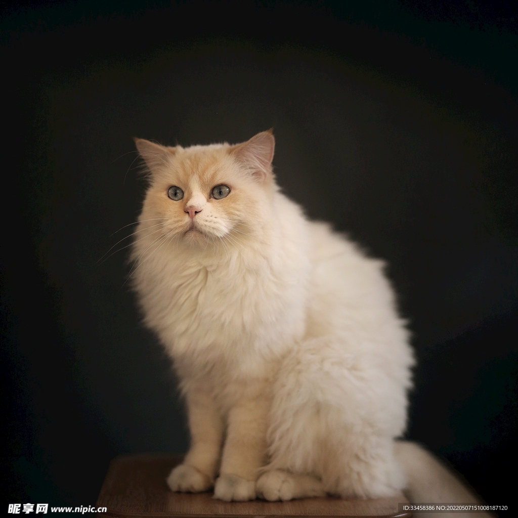 猫 