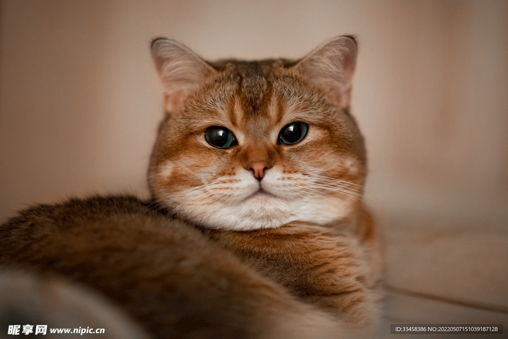 猫 