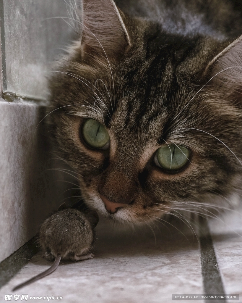 猫