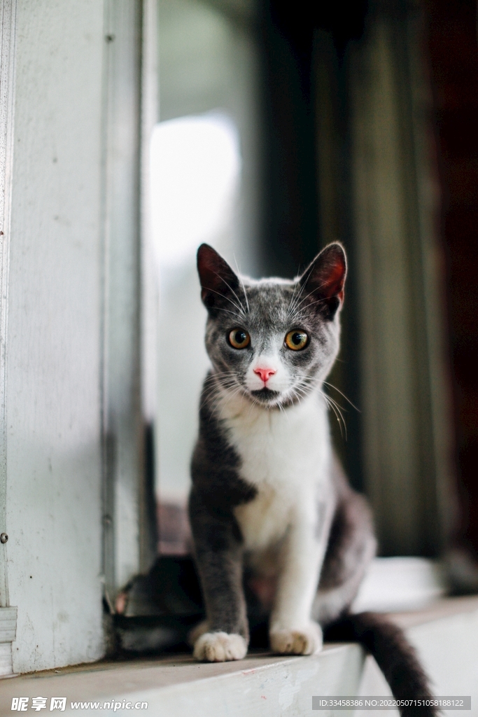猫 