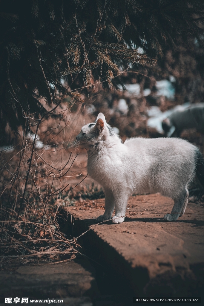 猫 