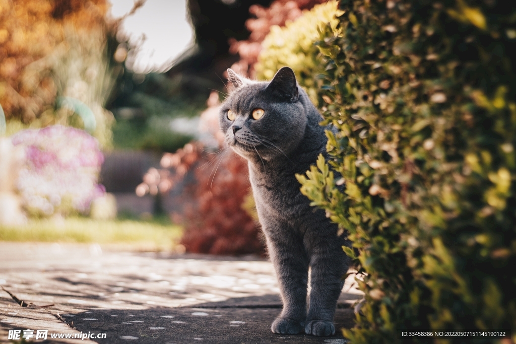 猫 