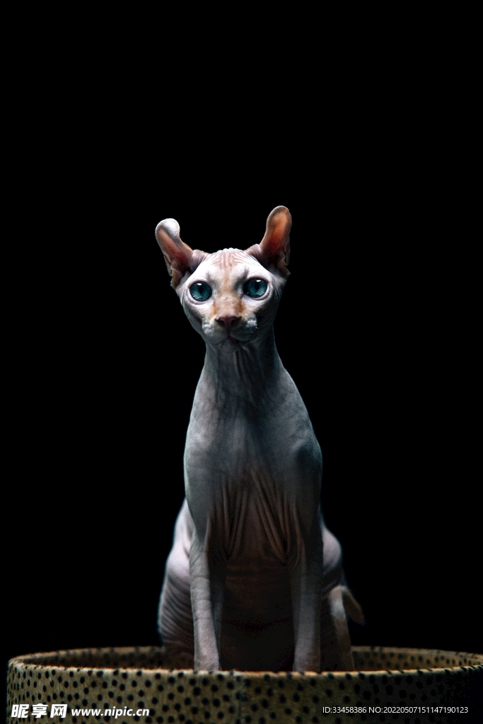 猫 