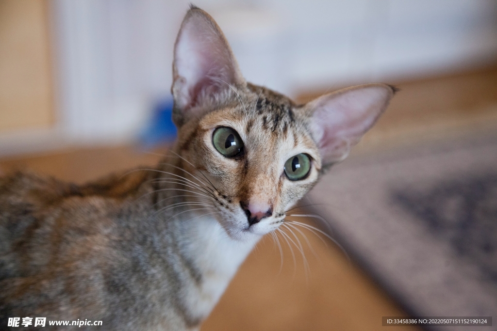 猫
