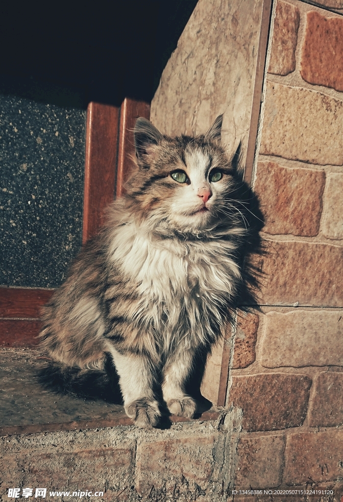 猫 