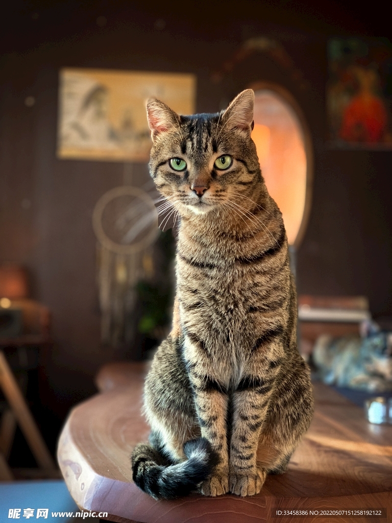 猫 