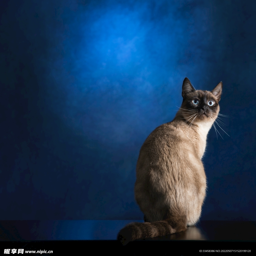 猫 