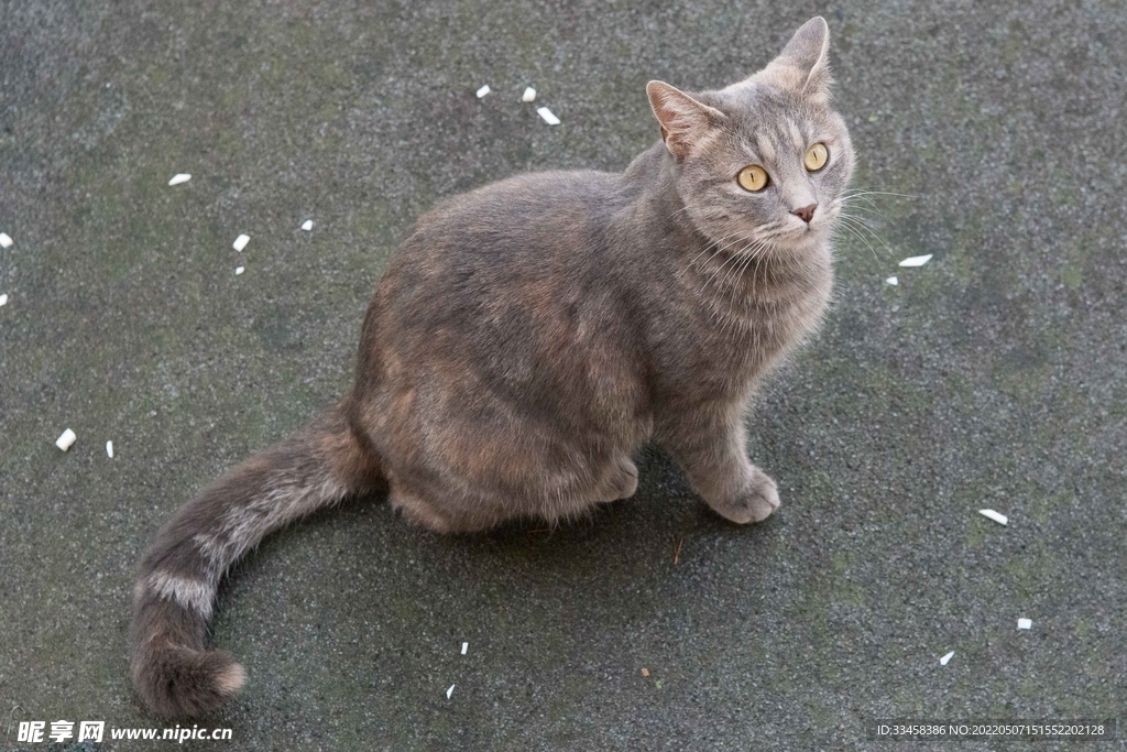 猫 