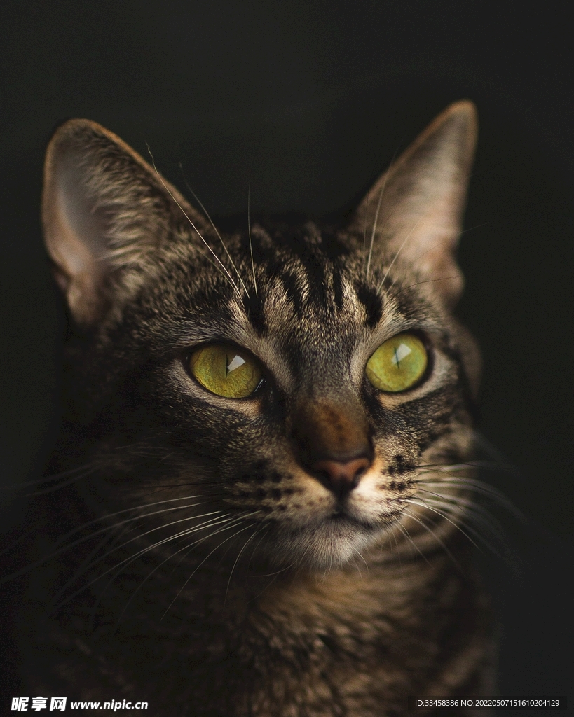 猫