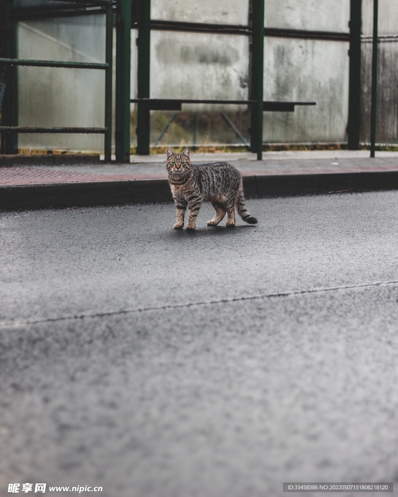 猫 