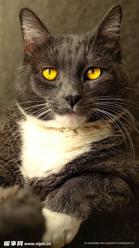 猫