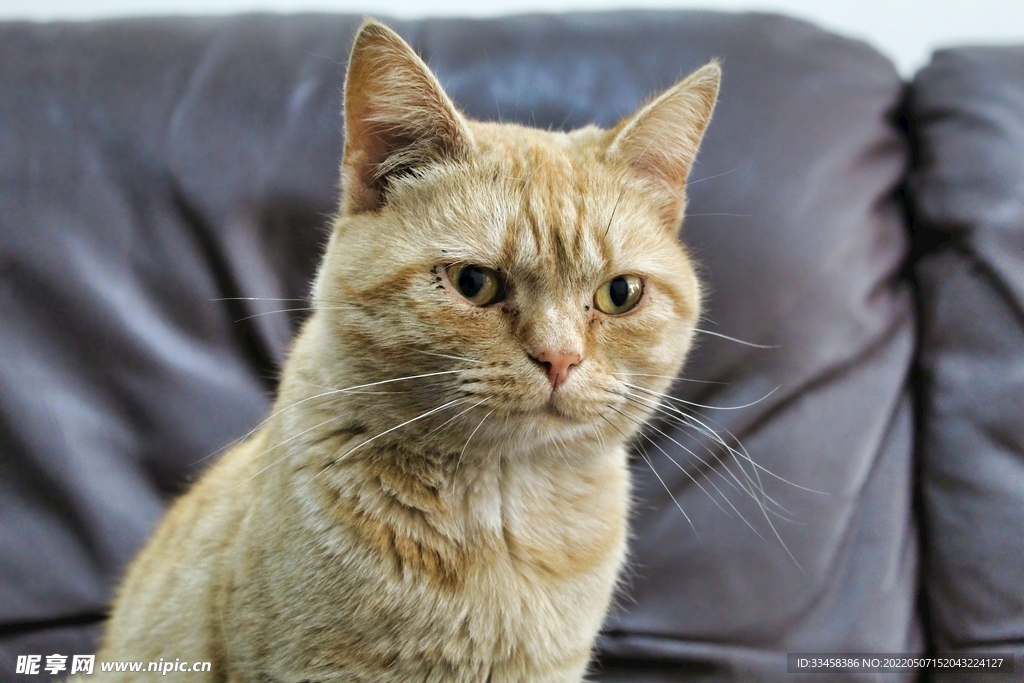 猫