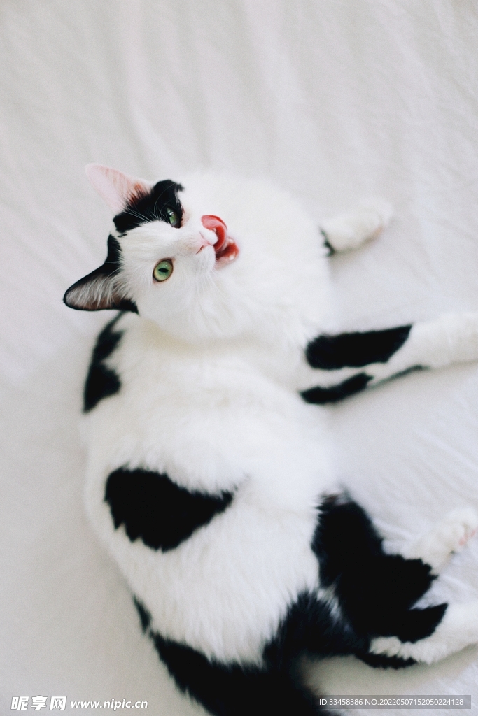 猫 