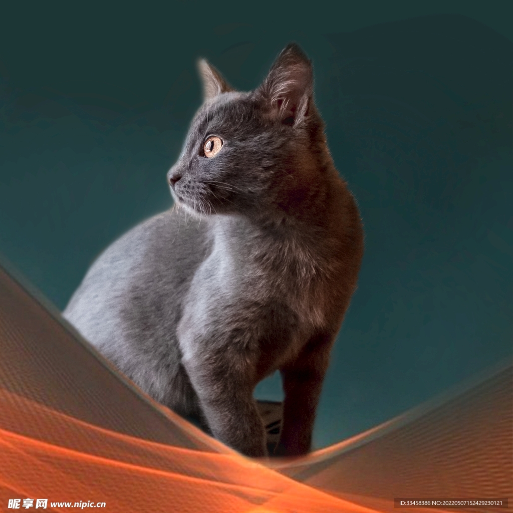 猫 