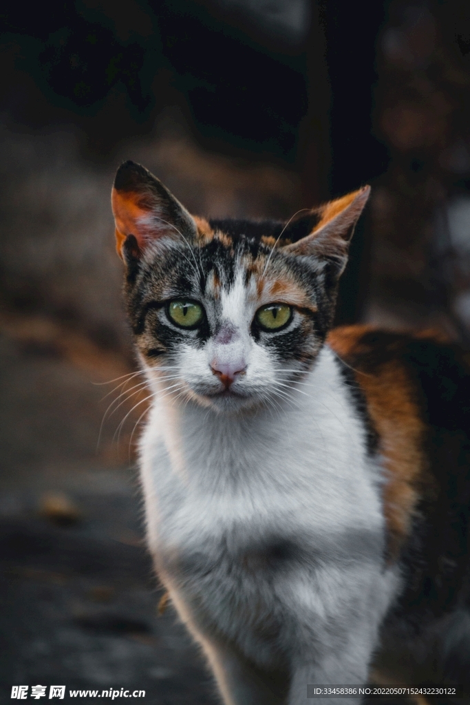 猫
