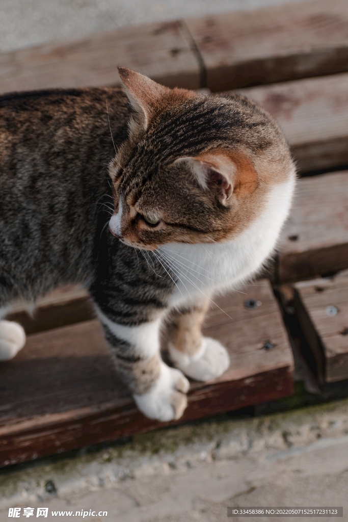 猫 