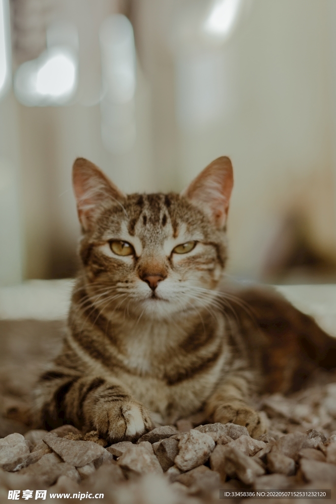 猫