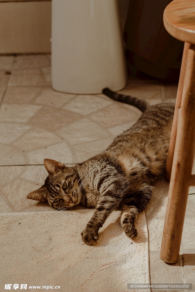 猫