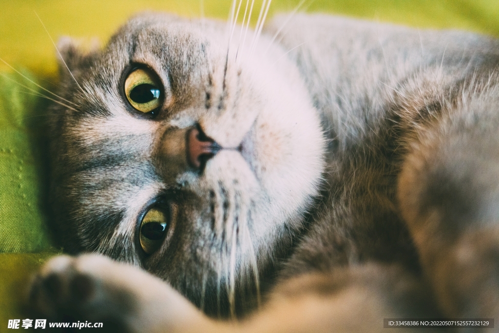 猫  
