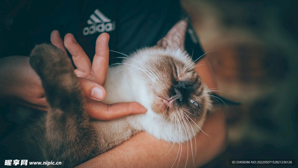 猫 