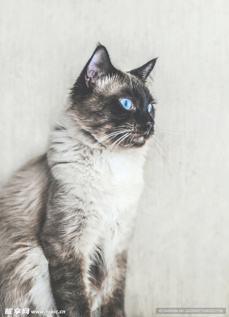 猫 