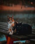 猫 