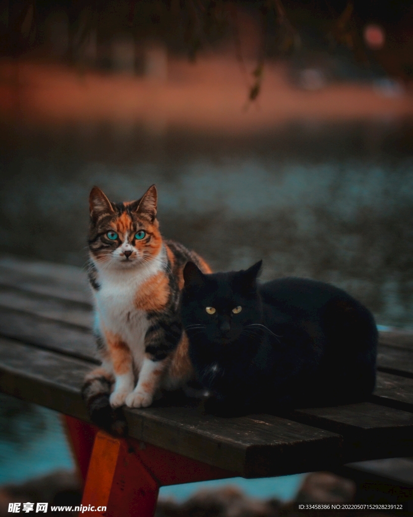 猫 