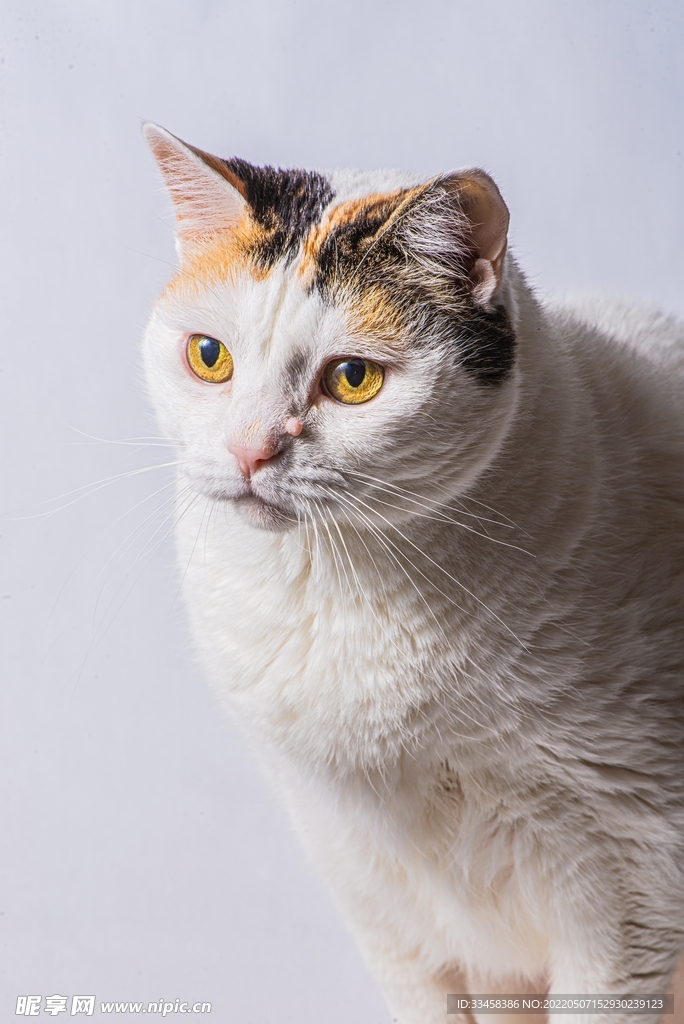 猫 