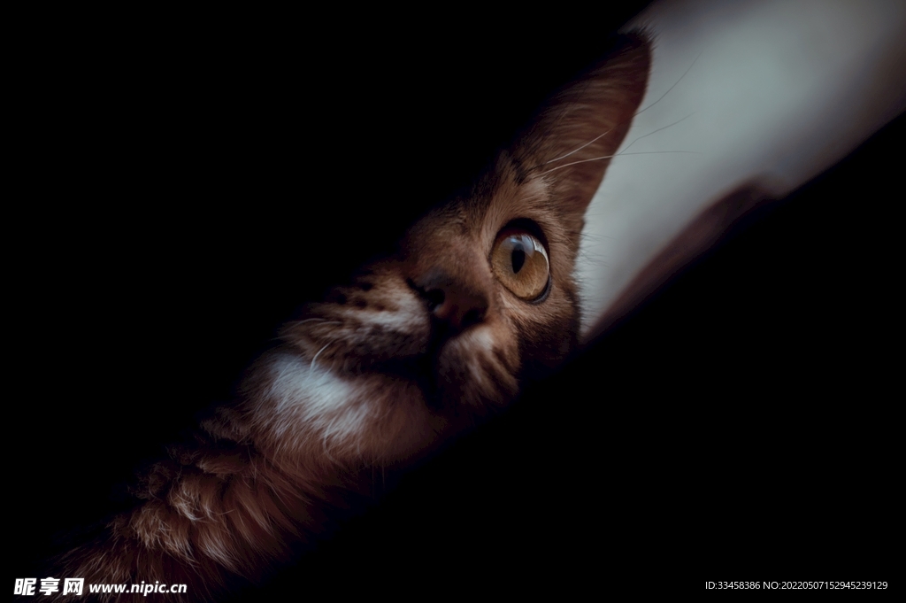 猫 